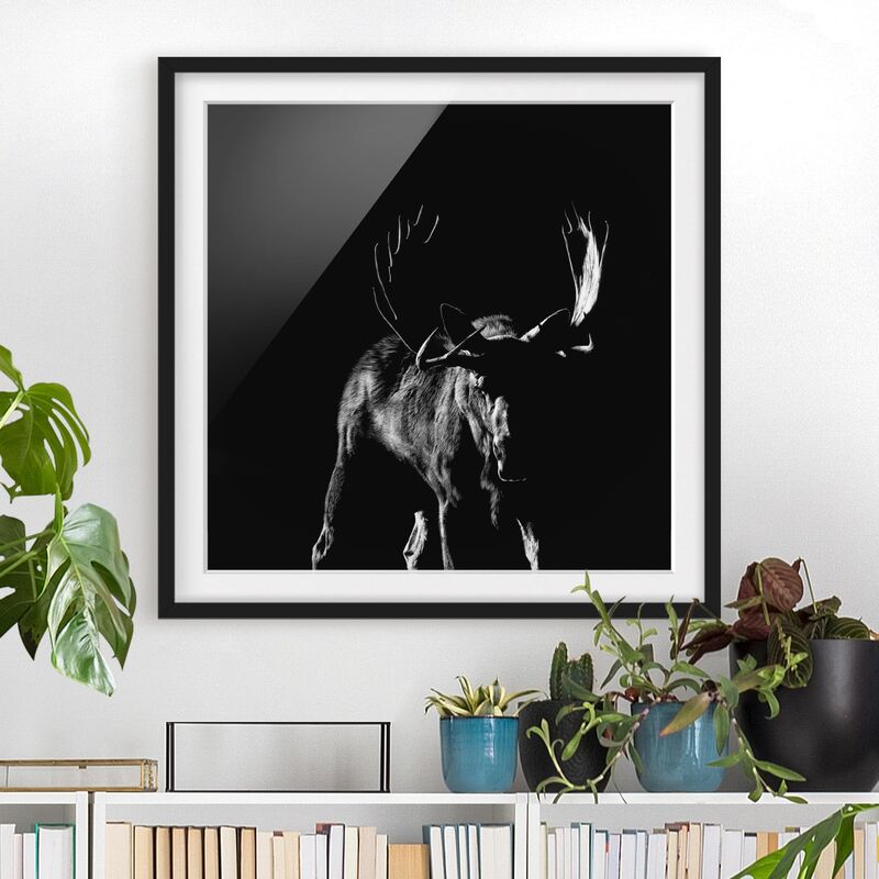 

Póster enmarcado - Bull In The Dark Dimensión LxA: 70cm x 70cm, Marco: Negro