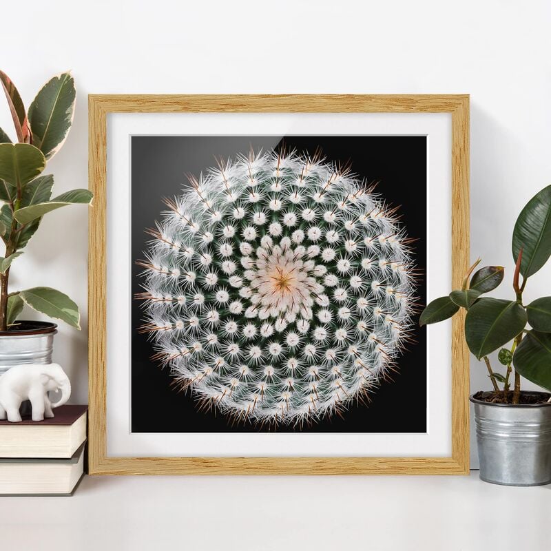 

Póster enmarcado - Cactus Flower Dimensión LxA: 20cm x 20cm, Marco: Roble