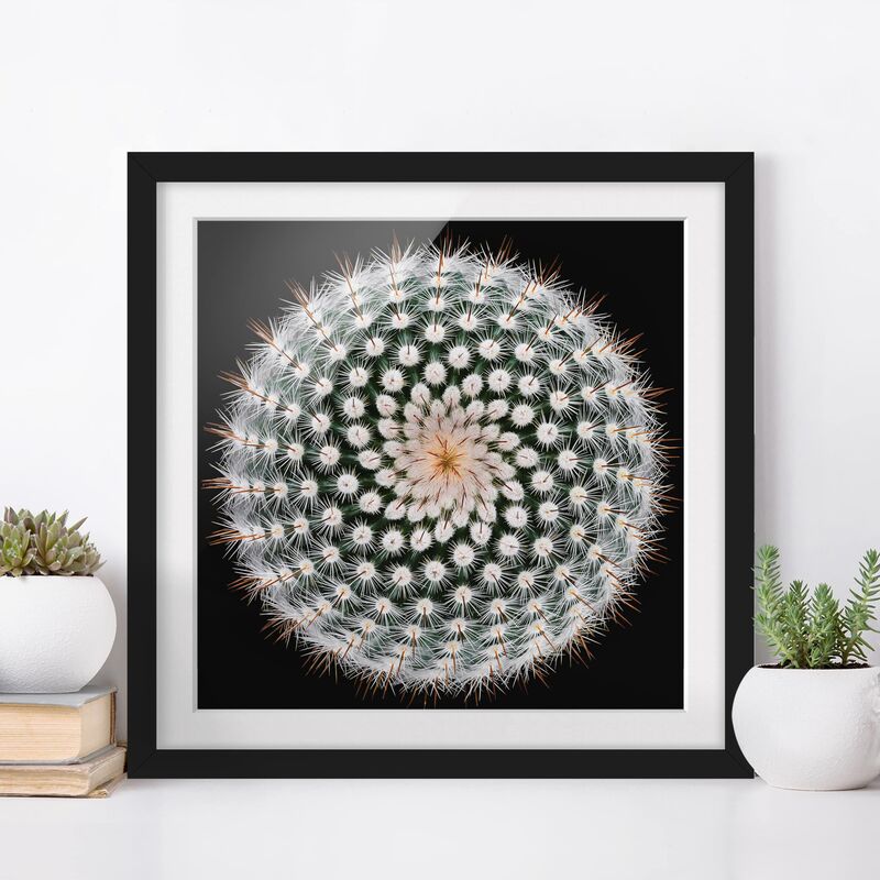 

Póster enmarcado - Cactus Flower Dimensión LxA: 20cm x 20cm, Marco: Negro