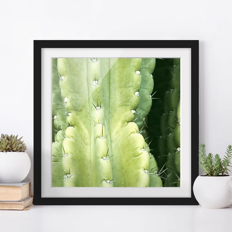 

Póster enmarcado - Cactus Wall Dimensión LxA: 50cm x 50cm, Marco: Negro