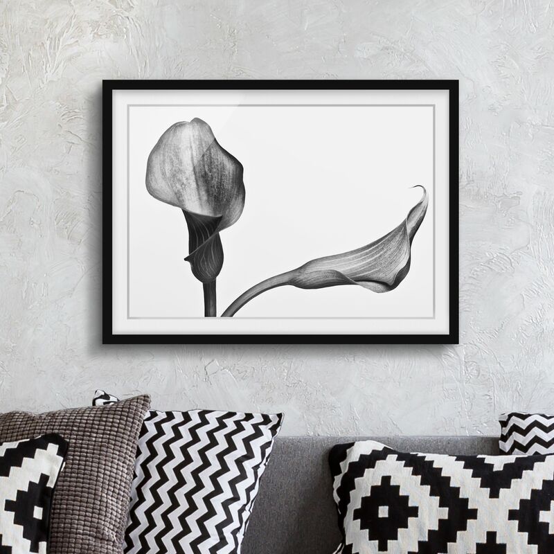 

Póster enmarcado - Calla Close-up Bianco e nero Dimensión LxA: 18cm x 24cm, Marco: Negro