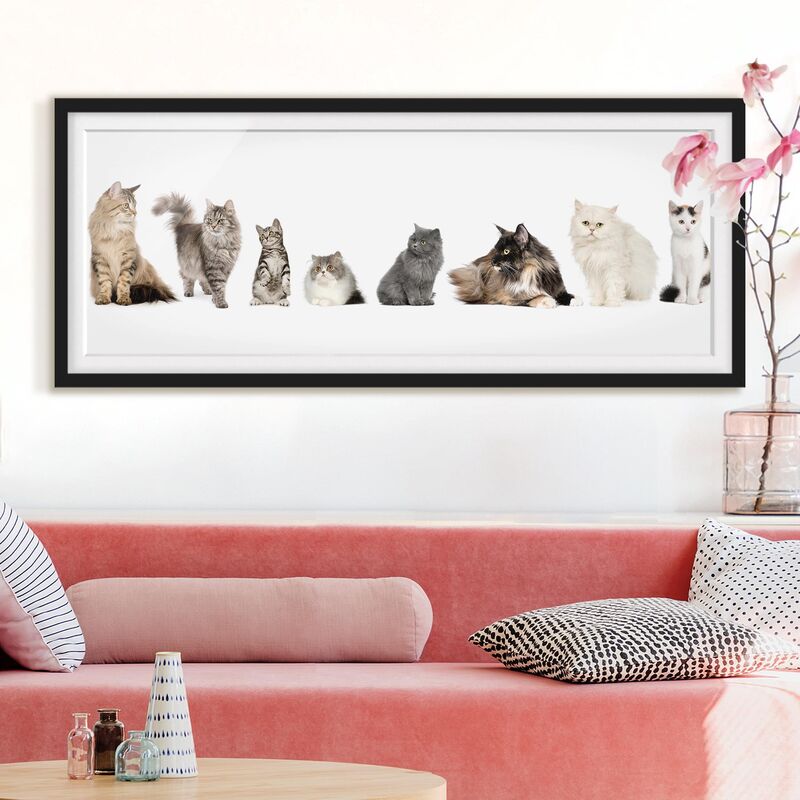 

Póster enmarcado - Cat Banda Dimensión LxA: 30cm x 75cm, Marco: Negro