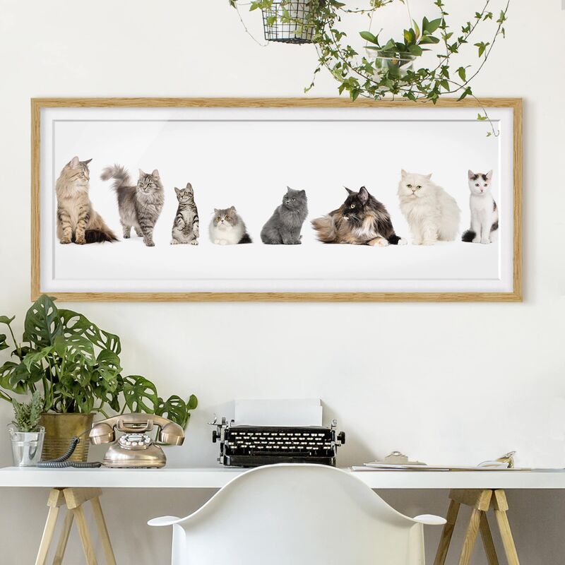 

Póster enmarcado - Cat Banda Dimensión LxA: 50cm x 130cm, Marco: Roble