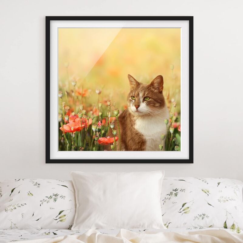 

Póster enmarcado - Cat In A Field Of Poppies Dimensión LxA: 70cm x 70cm, Marco: Negro