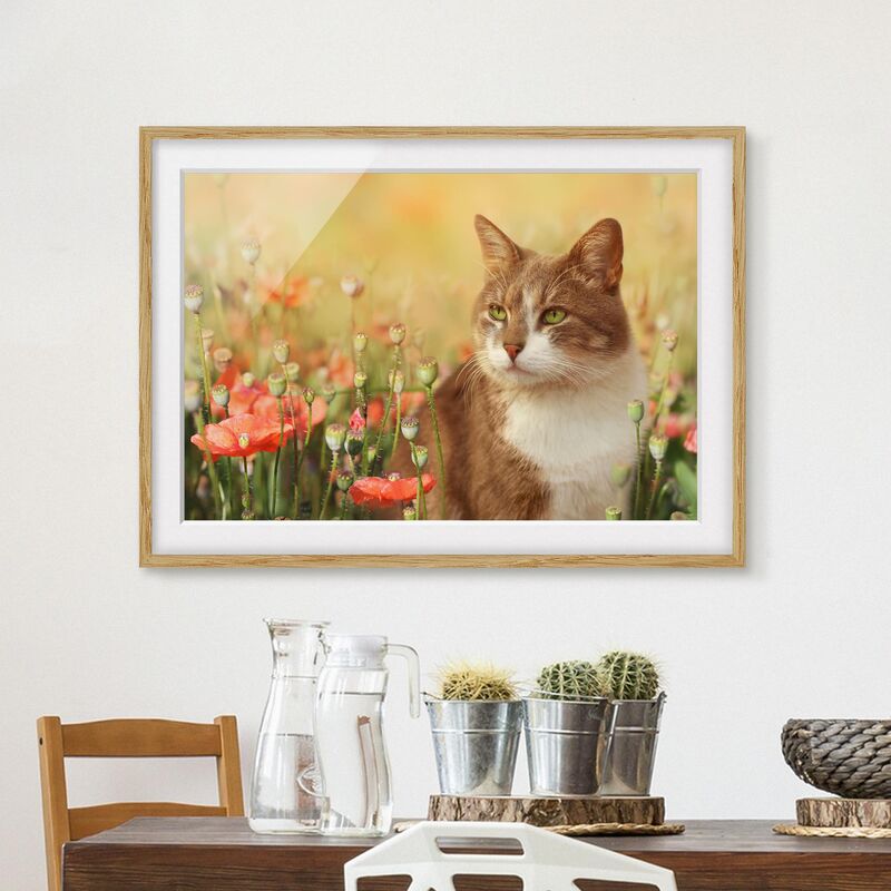 

Póster enmarcado - Cat In A Field Of Poppies Dimensión LxA: 30cm x 40cm, Marco: Roble