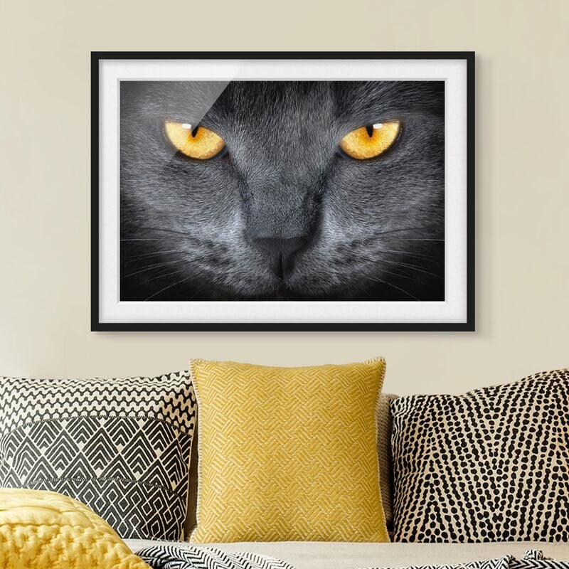 

Póster enmarcado - Cats Gaze Dimensión LxA: 30cm x 40cm, Marco: Negro