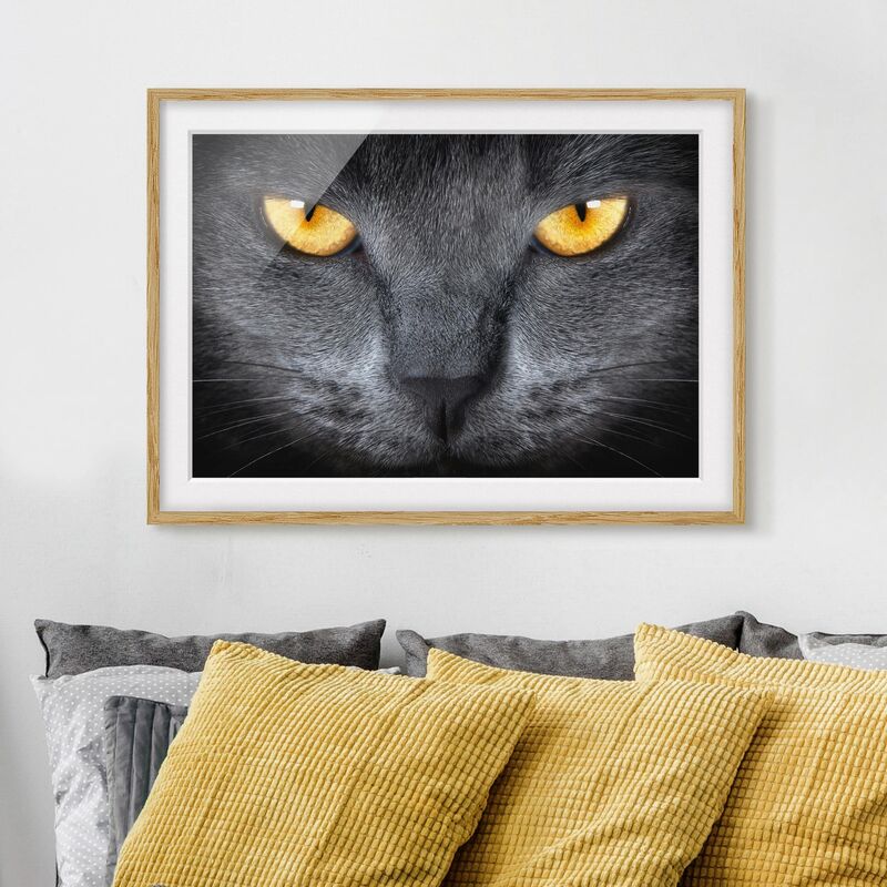 

Póster enmarcado - Cats Gaze Dimensión LxA: 30cm x 40cm, Marco: Roble