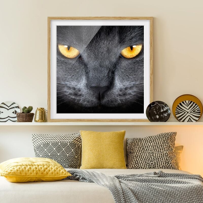 

Póster enmarcado - Cats Gaze Dimensión LxA: 50cm x 50cm, Marco: Roble
