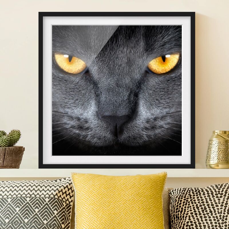 

Póster enmarcado - Cats Gaze Dimensión LxA: 20cm x 20cm, Marco: Negro