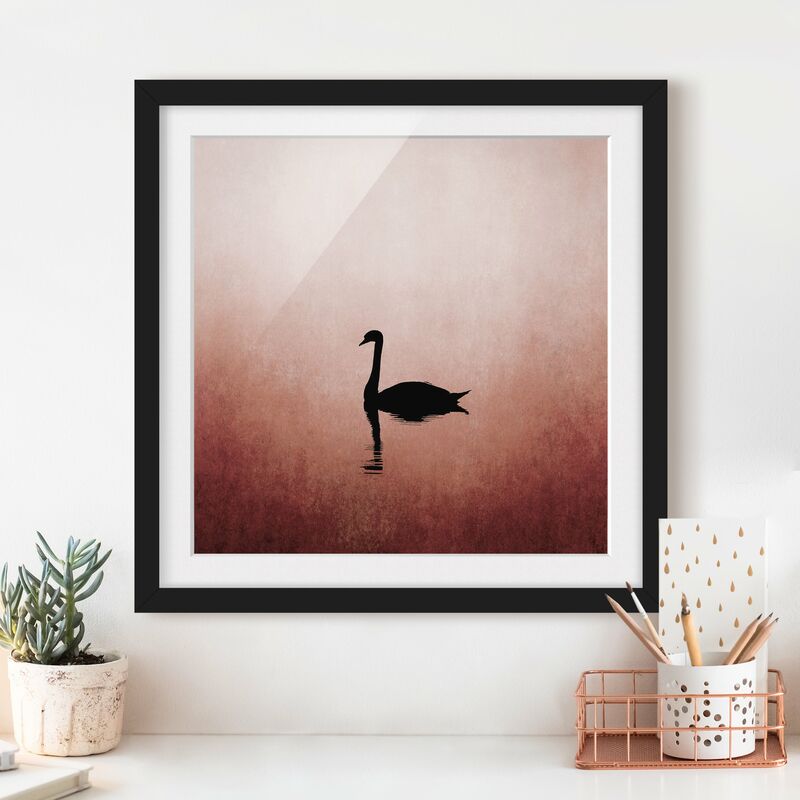 

Póster enmarcado - Cigno al tramonto Dimensión LxA: 70cm x 70cm, Marco: Negro