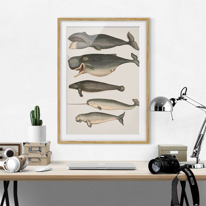 

Póster enmarcado - Cinque Balene d'epoca Dimensión LxA: 100cm x 70cm, Marco: Roble