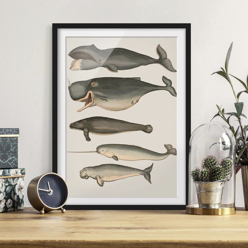 

Póster enmarcado - Cinque Balene d'epoca Dimensión LxA: 70cm x 50cm, Marco: Negro