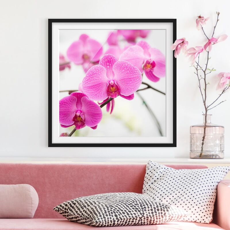 

Póster enmarcado - Close-Up Orchid Dimensión LxA: 50cm x 50cm, Marco: Negro