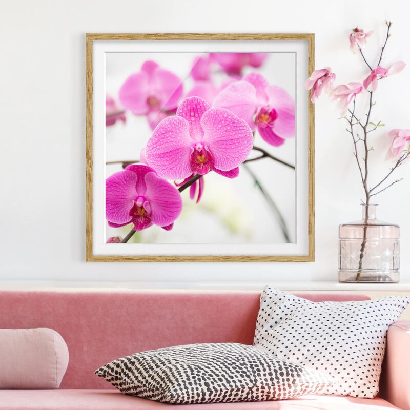 

Póster enmarcado - Close-Up Orchid Dimensión LxA: 30cm x 30cm, Marco: Roble
