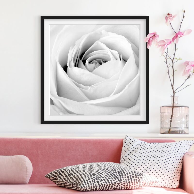 

Póster enmarcado - Close Up Rose Dimensión LxA: 30cm x 30cm, Marco: Negro
