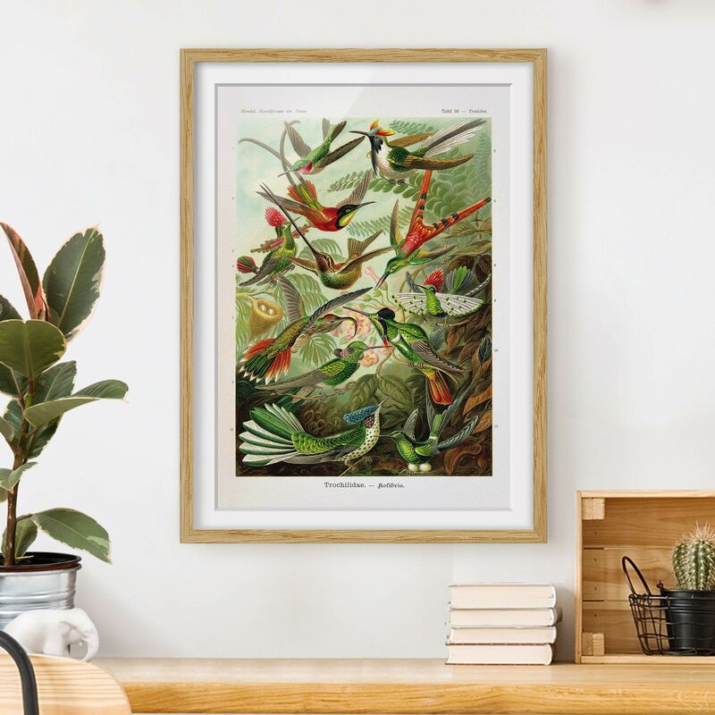 

Póster enmarcado - Colibrì Consiglio d'epoca Dimensión LxA: 55cm x 40cm, Marco: Roble
