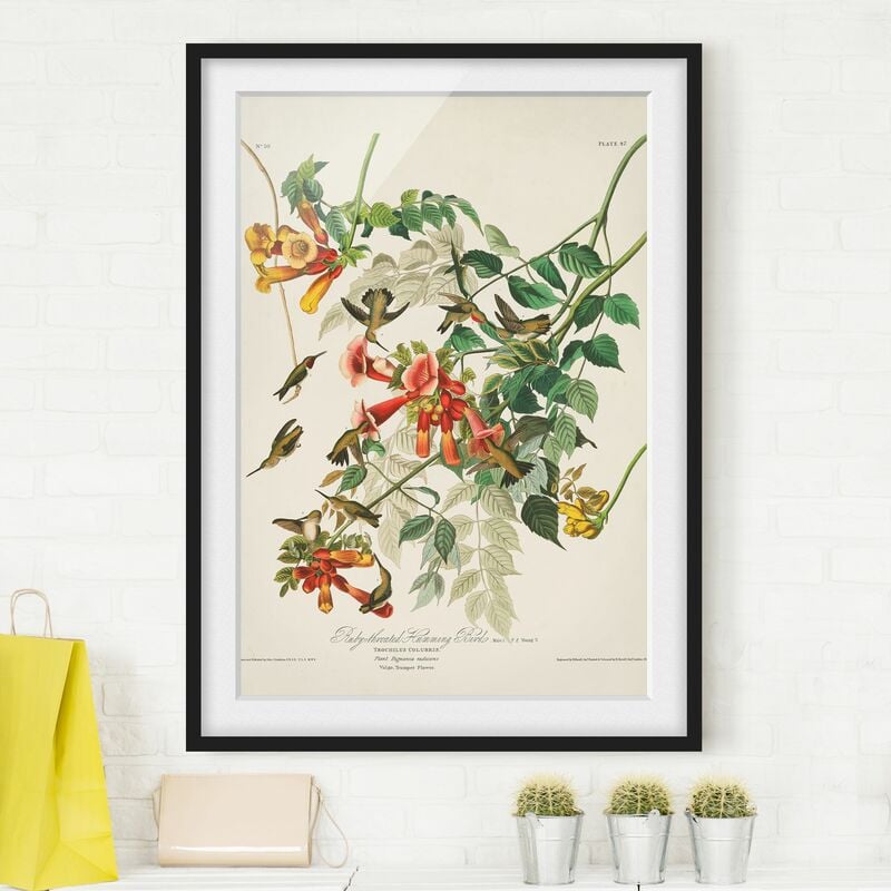 

Póster enmarcado - Colibrì Consiglio d'epoca Dimensión LxA: 40cm x 30cm, Marco: Negro