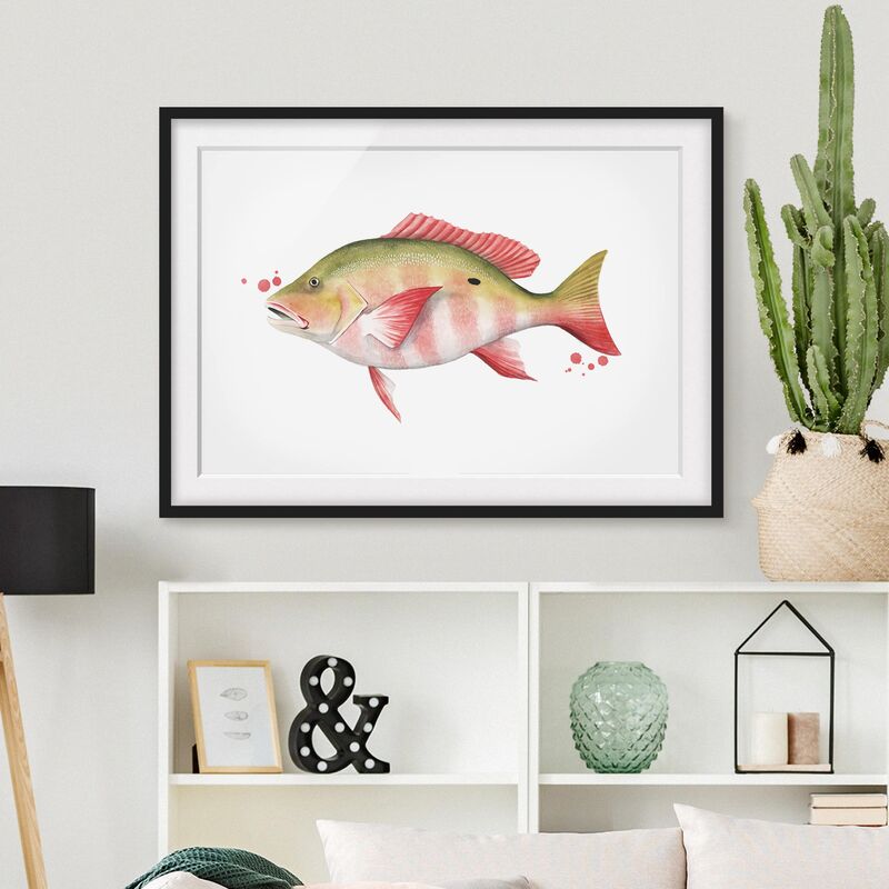 

Póster enmarcado - Color Catch - Northern Red Snapper Dimensión LxA: 40cm x 55cm, Marco: Negro