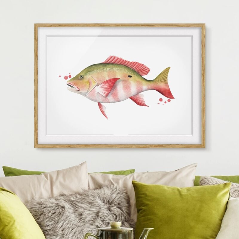 

Póster enmarcado - Color Catch - Northern Red Snapper Dimensión LxA: 18cm x 24cm, Marco: Roble