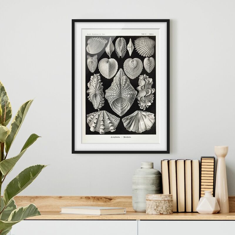 

Póster enmarcado - Conchiglie consiglio Vintage II Dimensión LxA: 100cm x 70cm, Marco: Negro