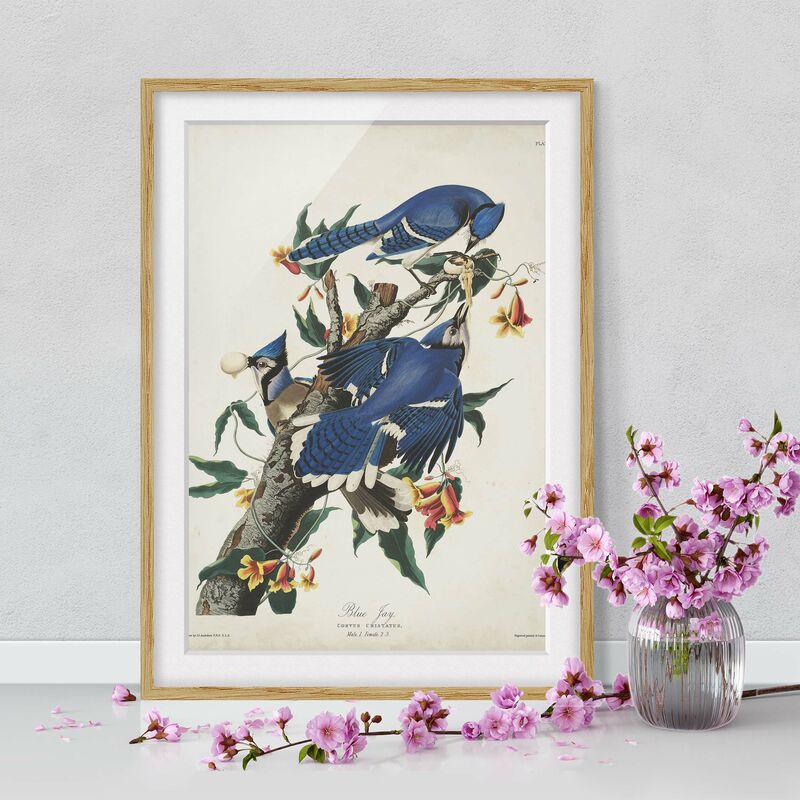 

Póster enmarcado - Consiglio Blue Jays d'epoca Dimensión LxA: 100cm x 70cm, Marco: Roble