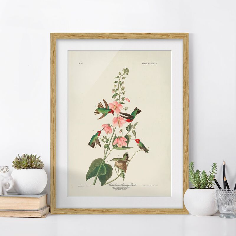 

Póster enmarcado - Consiglio d'epoca Hummingbird colombiano Dimensión LxA: 55cm x 40cm, Marco: Roble