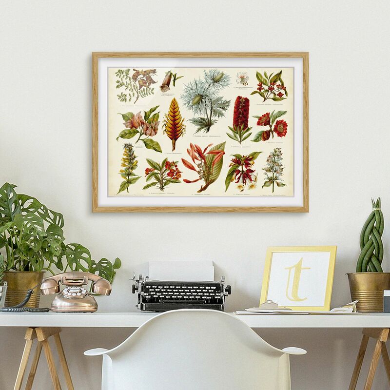 

Póster enmarcado - Consiglio d'epoca Tropical Botany I Dimensión LxA: 70cm x 100cm, Marco: Roble