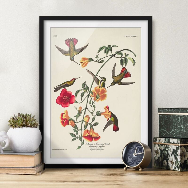 

Póster enmarcado - Consiglio Mango Colibrì Vintage Dimensión LxA: 40cm x 30cm, Marco: Negro