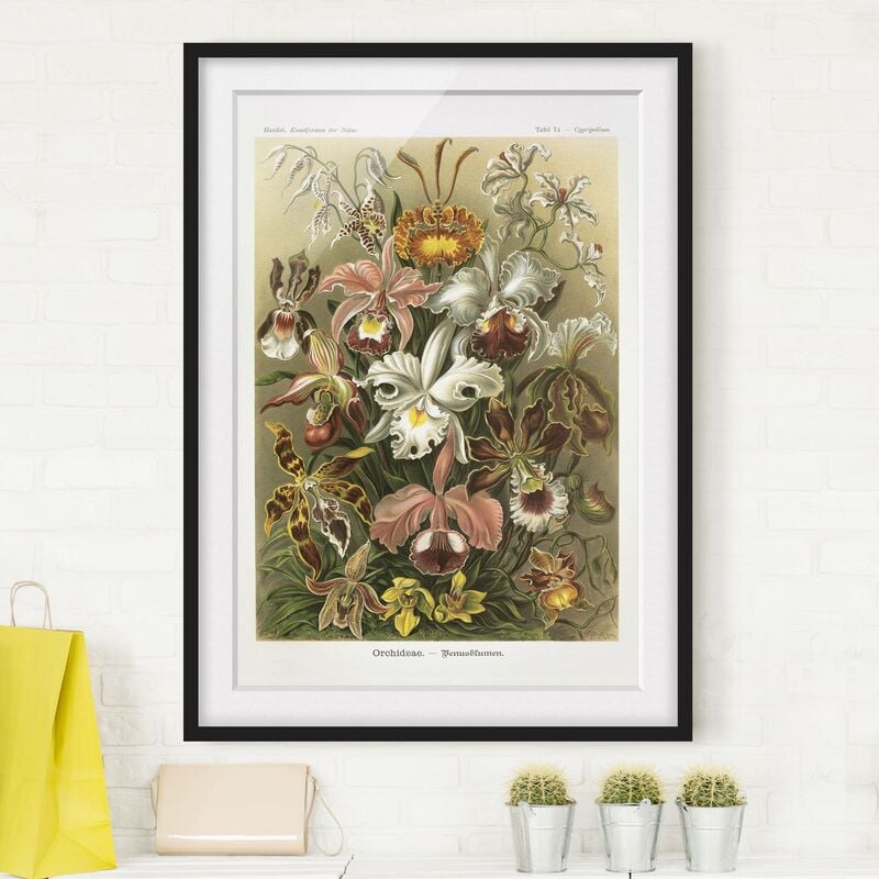 

Póster enmarcado - Consiglio Orchid Vintage Dimensión LxA: 100cm x 70cm, Marco: Negro