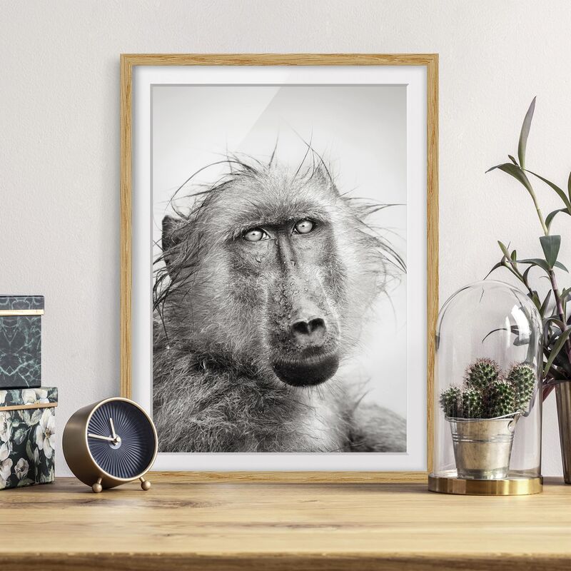 

Póster enmarcado - Crying Baboon Dimensión LxA: 55cm x 40cm, Marco: Roble