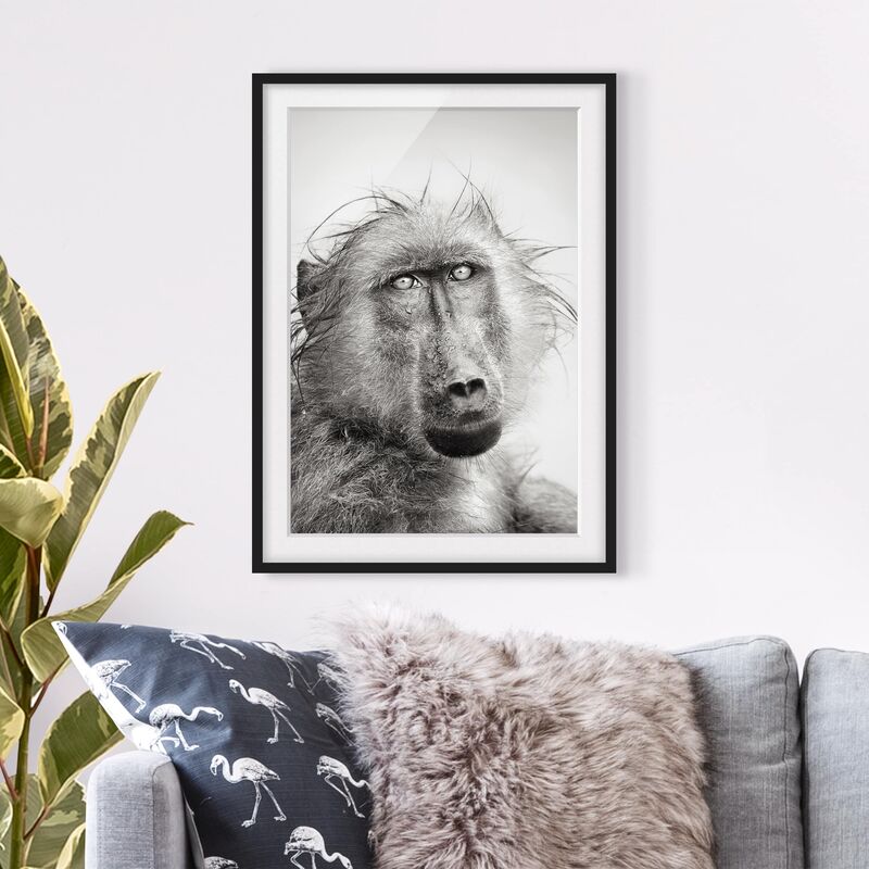 

Póster enmarcado - Crying Baboon Dimensión LxA: 70cm x 50cm, Marco: Negro