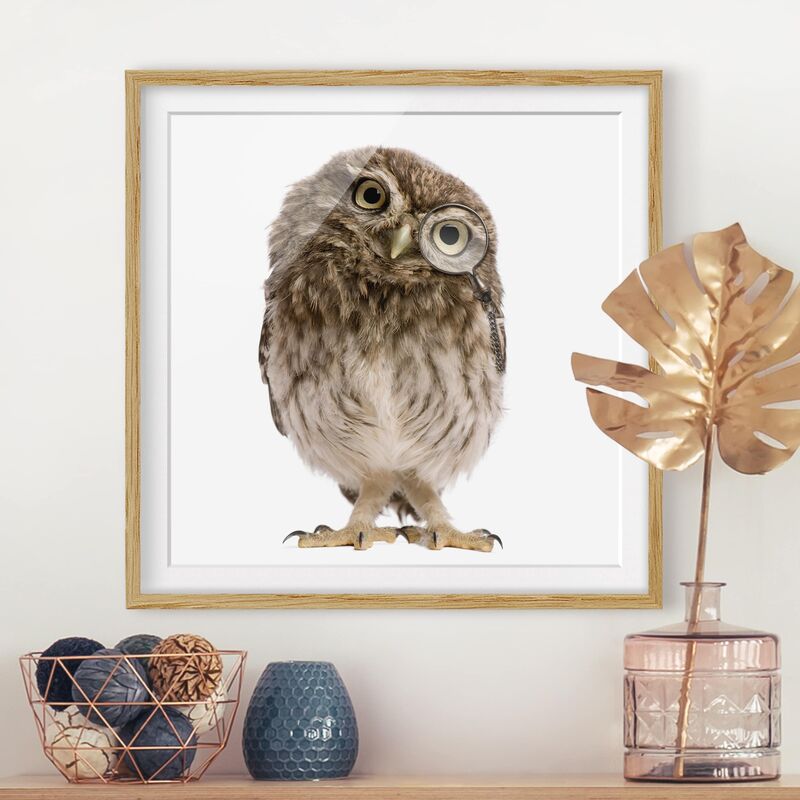 

Póster enmarcado - Curious Owl Dimensión LxA: 50cm x 50cm, Marco: Roble