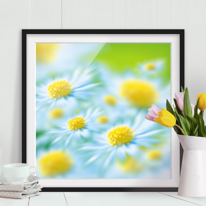 

Póster enmarcado - Daisy Dimensión LxA: 70cm x 70cm, Marco: Negro