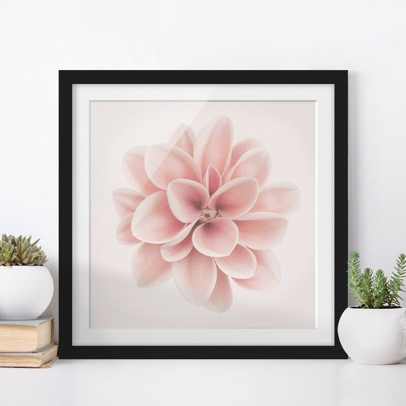 

Póster enmarcado - Dalia centrata in pastello rosa Dimensión LxA: 70cm x 70cm, Marco: Negro