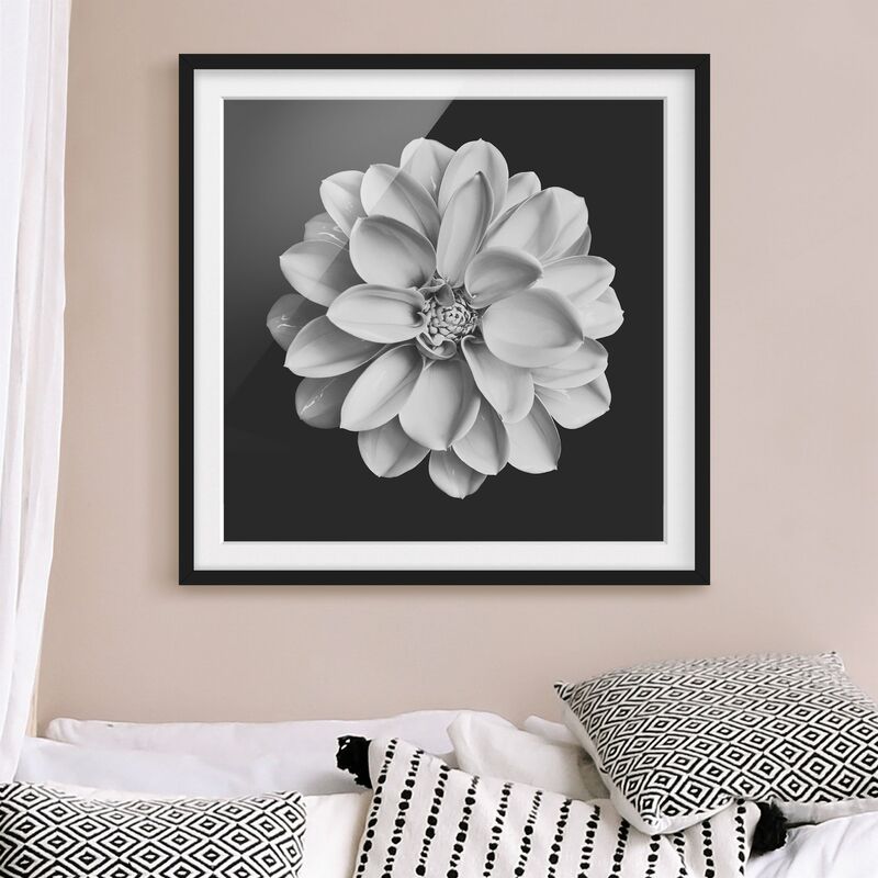 

Póster enmarcado - Dalia in bianco e nero Dimensión LxA: 50cm x 50cm, Marco: Negro