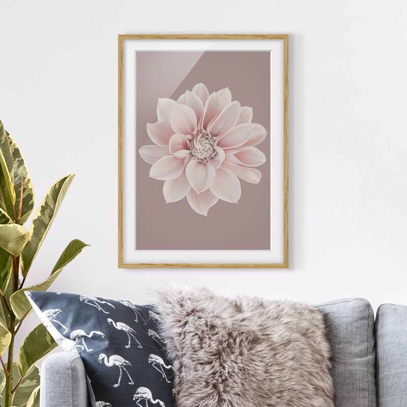 

Póster enmarcado - Dalia in lavanda bianca e rosa Dimensión LxA: 40cm x 30cm, Marco: Roble