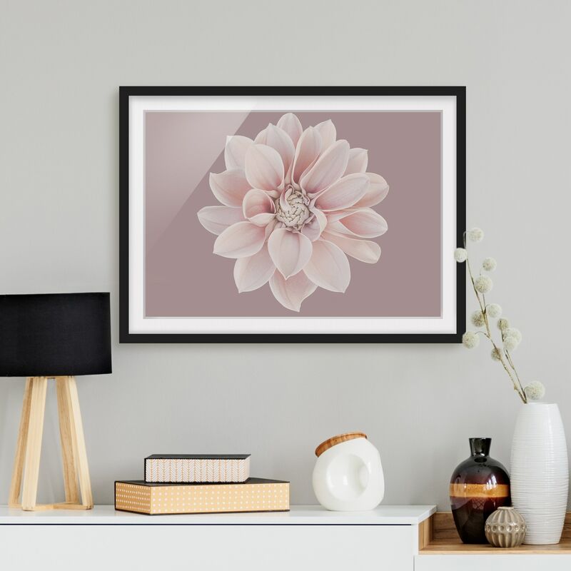 

Póster enmarcado - Dalia in lavanda bianca e rosa Dimensión LxA: 50cm x 70cm, Marco: Negro