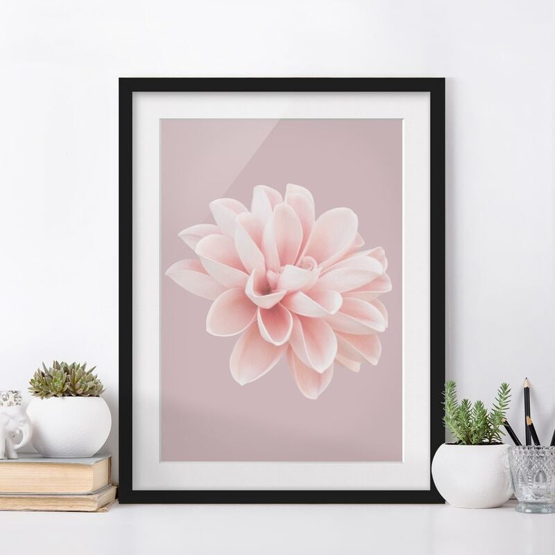 

Póster enmarcado - Dalia in lavanda rosa e bianca Dimensión LxA: 100cm x 70cm, Marco: Negro