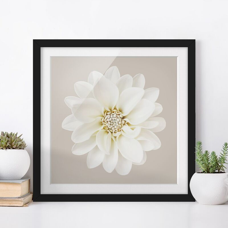 

Póster enmarcado - Dalia in pastello bianco e grigio talpa centrata Dimensión LxA: 30cm x 30cm, Marco: Negro