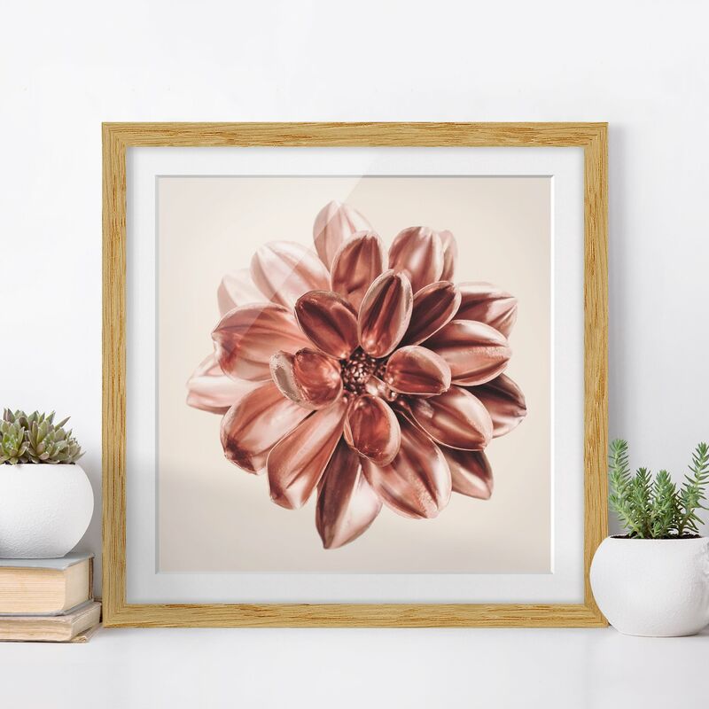 

Póster enmarcado - Dalia rosa dorata centrata Dimensión LxA: 30cm x 30cm, Marco: Roble