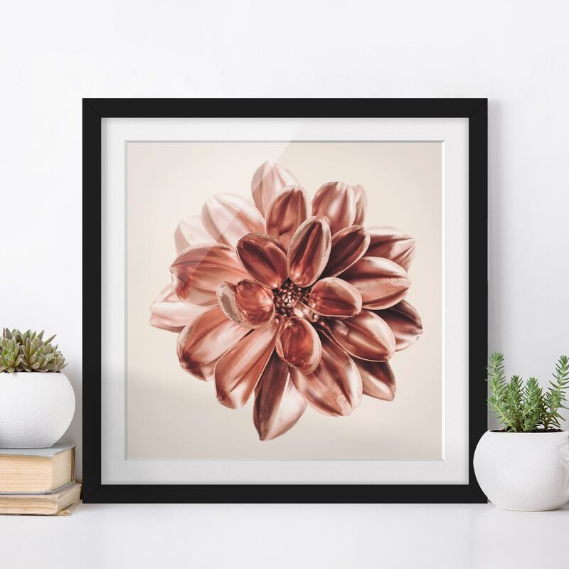 

Póster enmarcado - Dalia rosa dorata centrata Dimensión LxA: 50cm x 50cm, Marco: Negro