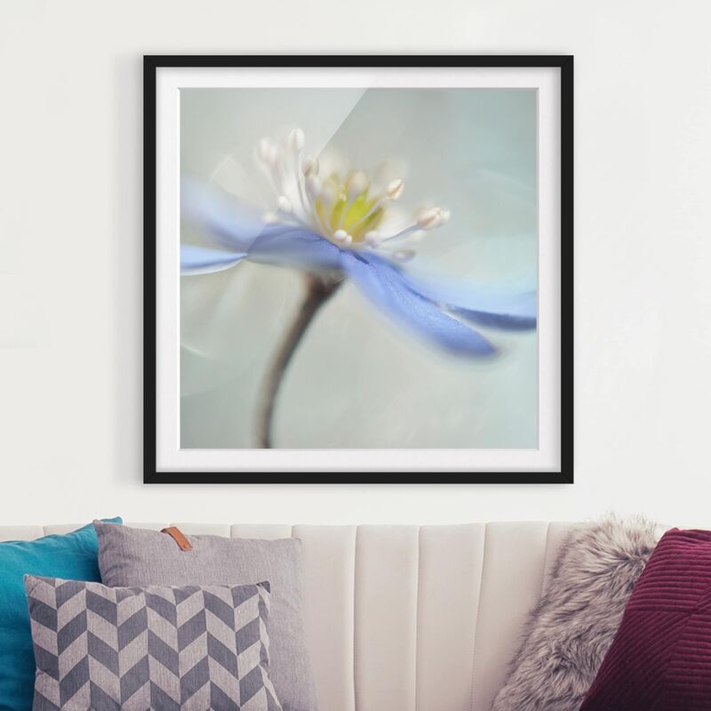 

Póster enmarcado - Dancing Anemones Dimensión LxA: 20cm x 20cm, Marco: Negro