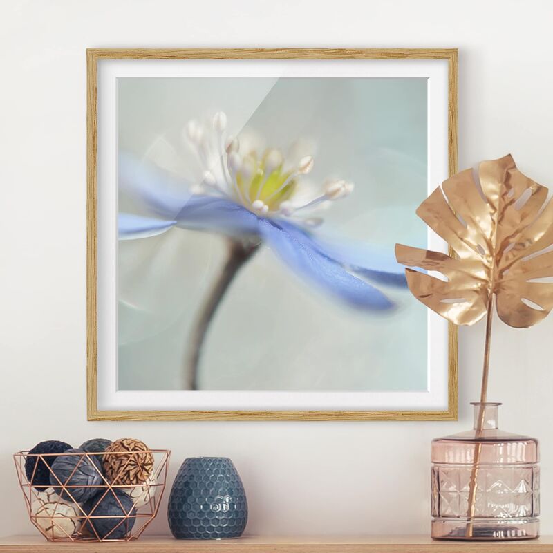 

Póster enmarcado - Dancing Anemones Dimensión LxA: 30cm x 30cm, Marco: Roble