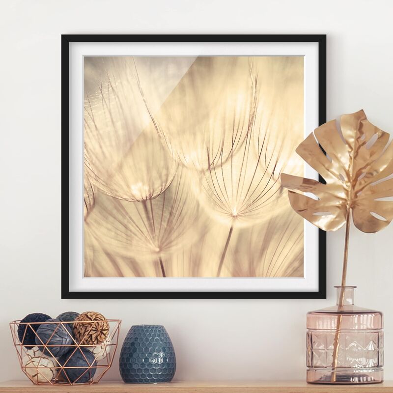 

Póster enmarcado - Dandelions Close-Up In Cozy Sepia Tones Dimensión LxA: 50cm x 50cm, Marco: Negro