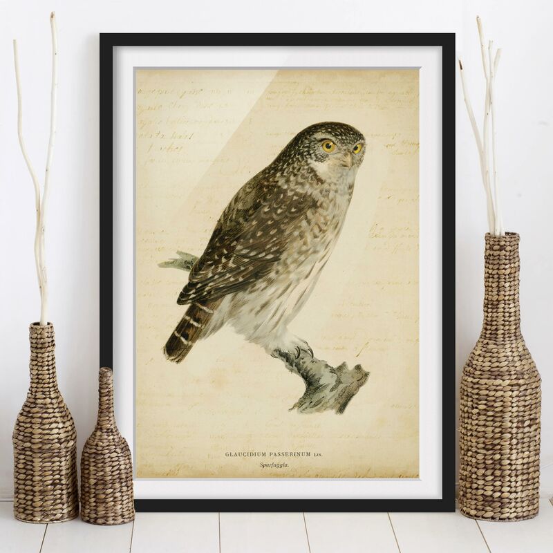 

Póster enmarcado - Disegno Sperlingskauz Vintage Dimensión LxA: 40cm x 30cm, Marco: Negro