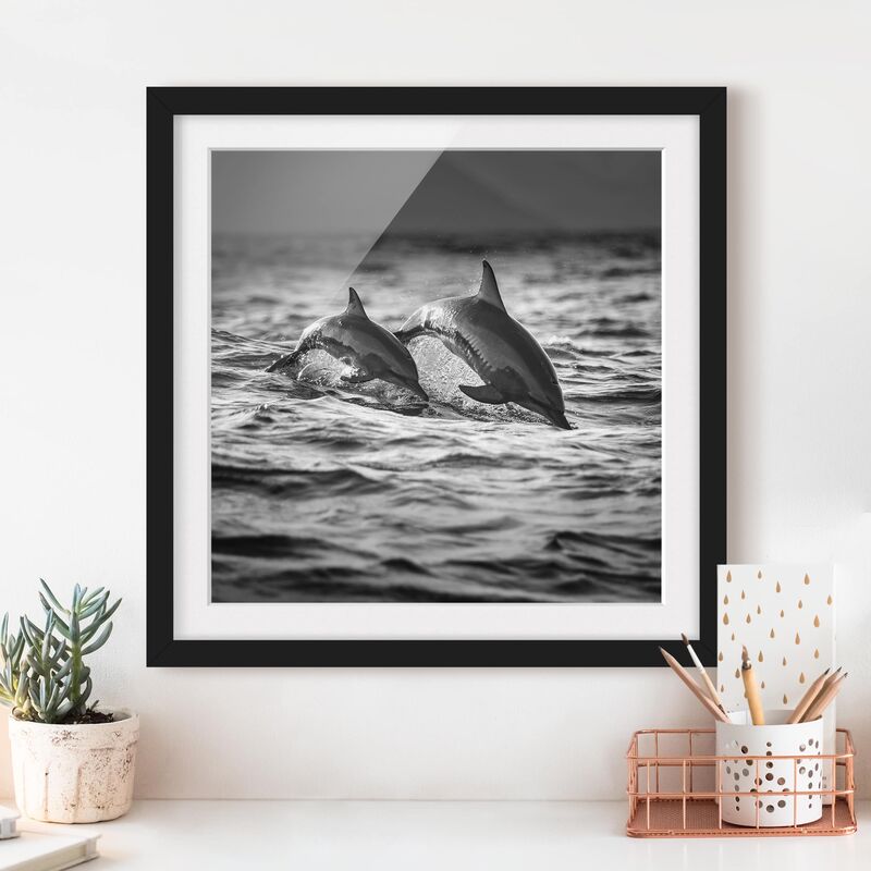 

Póster enmarcado - Due delfini che saltano Dimensión LxA: 70cm x 70cm, Marco: Negro