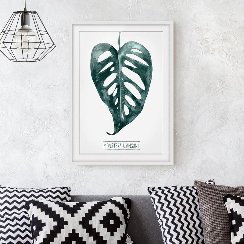 

Póster enmarcado - Emerald Monstera Adansonii Dimensión LxA: 55cm x 40cm, Marco: Roble