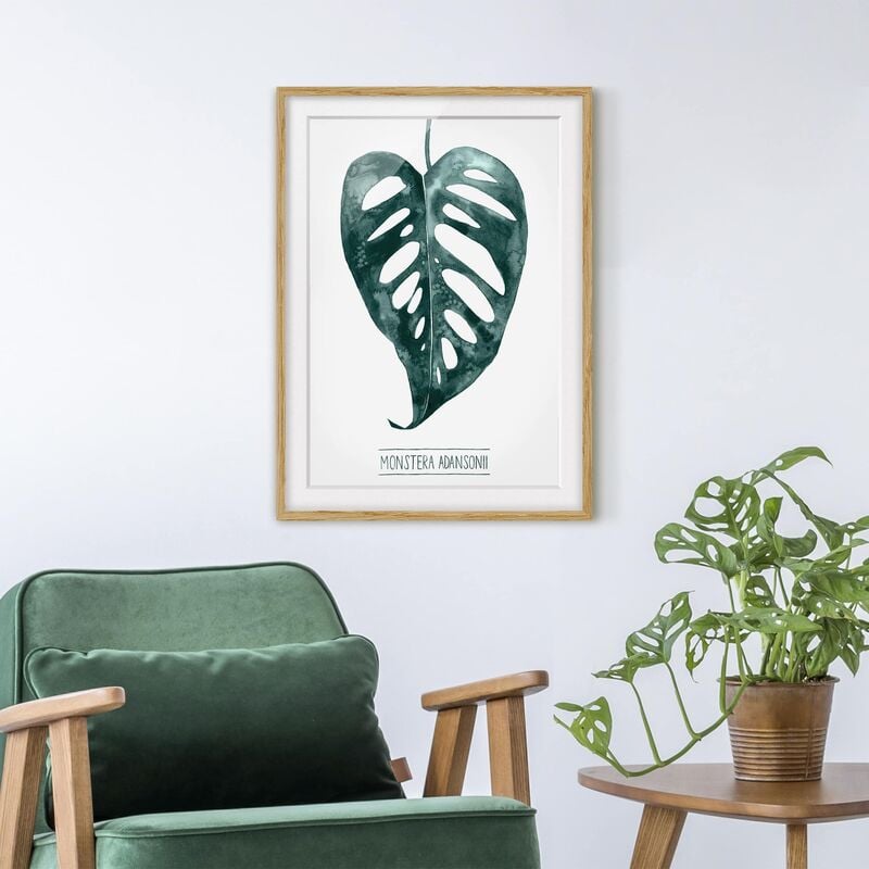 

Póster enmarcado - Emerald Monstera Adansonii Dimensión LxA: 24cm x 18cm, Marco: Roble