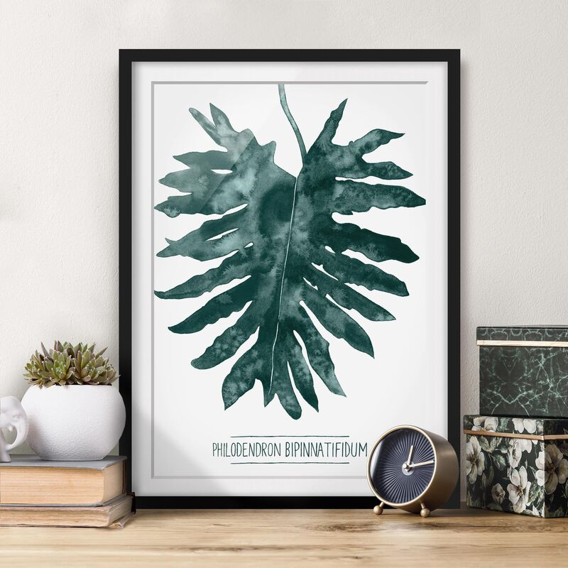 

Póster enmarcado - Emerald Philodendron Bipinnatifidum Dimensión LxA: 100cm x 70cm, Marco: Negro