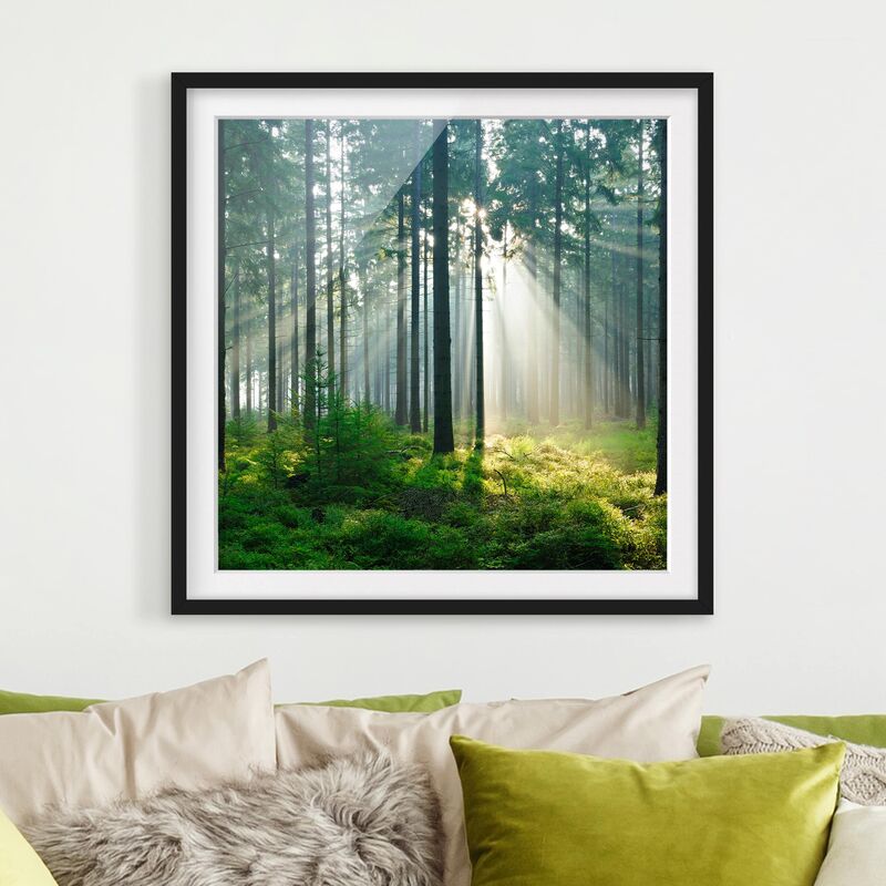 

Póster enmarcado - Enlightened Forest Dimensión LxA: 50cm x 50cm, Marco: Negro